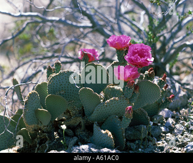 La floraison dans le Cactus de Castor Anza Borrego Desert en Californie USA Banque D'Images