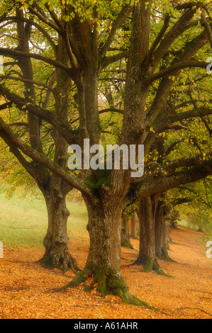 Le peuplier noir (Populus nigra) en automne Banque D'Images