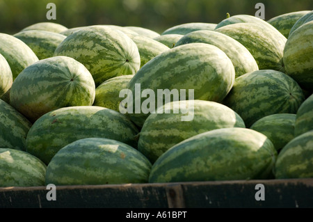 Watermelon dans un chariot Jackson County Indiana Banque D'Images