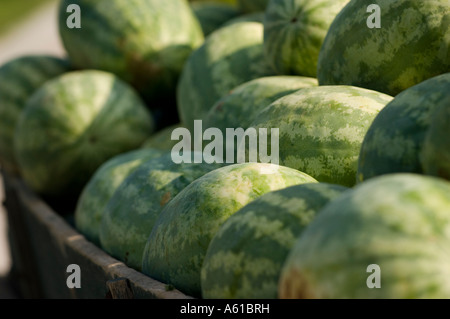 Watermelon dans un chariot Jackson County Indiana Banque D'Images