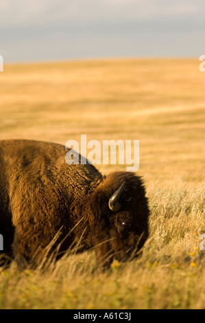 Le bison dans les prairies du parc national Theodore Roosevelt Dakota du Nord Banque D'Images