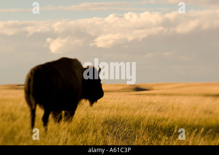 Le bison dans les prairies du parc national Theodore Roosevelt Dakota du Nord Banque D'Images