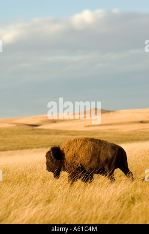 Le bison dans les prairies du parc national Theodore Roosevelt Dakota du Nord Banque D'Images