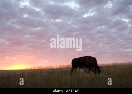 Au coucher du soleil de bisons du parc national Theodore Roosevelt Dakota du Nord Banque D'Images