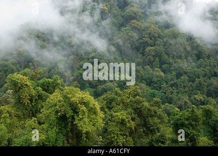 Forêt tropicale à l'État de Kachin, au Myanmar Banque D'Images