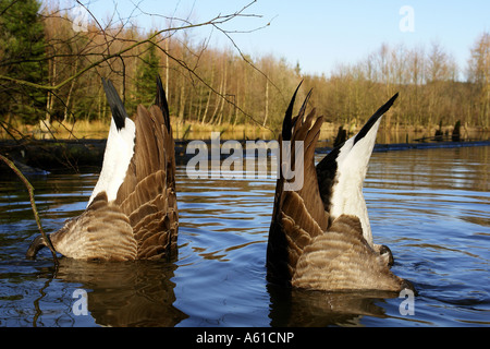 La Bernache du Canada (Branta canadensis), l'alimentation en bas Banque D'Images