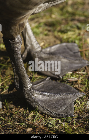 Pieds à l'échelle d'une bernache du Canada (Branta canadensis) Banque D'Images