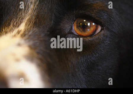 Springer Spaniel dog face et des yeux Banque D'Images