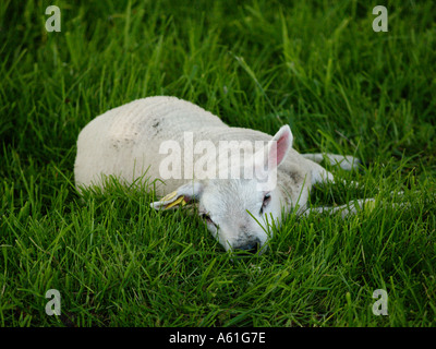 Les jeunes paresseux petit agneau couché dans l'herbe sommeil relaxant Banque D'Images