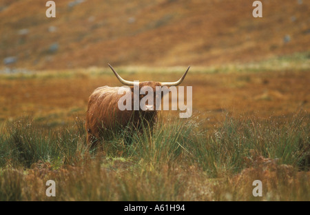 Scottish Highland Vache dans la vallée de l'automne Banque D'Images