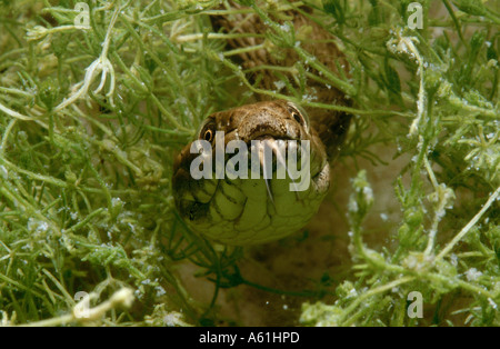 Close-up of Dice Snake (Natrix tessellata) nager sous l'eau Banque D'Images