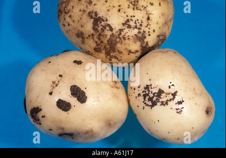 Le rhizoctone brun (Rhizoctonia) sur des tubercules de pomme de terre Banque D'Images