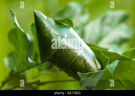 Fourmi verte (Oecophylla sp.) nid, construit à partir des feuilles collées ensemble, Cairns, Queensland, Australie Banque D'Images