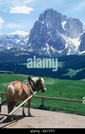 Cheval en face de montagnes, le Tyrol du Sud, Italie Banque D'Images