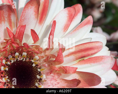 Rhône-Alpes (marguerites Gerbera jamesonii) - rose rouge fleur blanche close up - Gerbera Gerbera jamesonii Banque D'Images