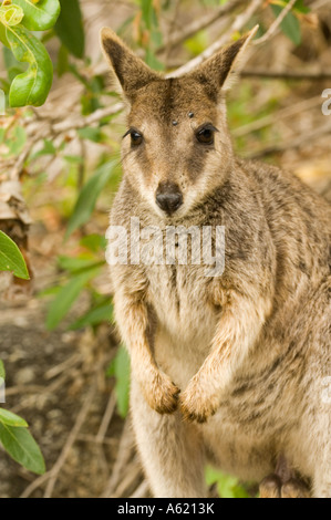 Le Pinceau-tailed wallaby-Rock ou d'un petit hibou-Rock wallaby (Petrogale penicillata) Atherton Queensland Australie Gorges de granit Banque D'Images