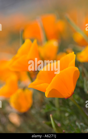 Coquelicots de Californie Eschscholzia californica Le Mont Teide Tenerife Espagne Banque D'Images