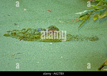 Alligator Alligator mississippiensis) (dans les lenticules - Louisiane - USA Banque D'Images