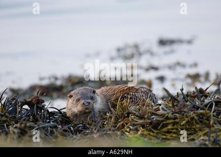 Otter Lutra lutra reposant sur un rivage rocailleux au crépuscule Banque D'Images