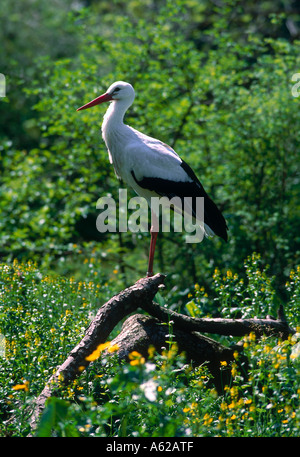 Cigogne Blanche (Ciconia ciconia) sur l'arbre tombé Banque D'Images