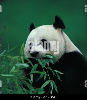 Panda géant Ailuropoda melanoleuca en captivité Banque D'Images