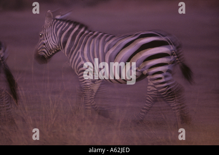 Afrique Kenya Masai Mara image floue de zèbre Des Plaines Equus burchelli sur savanna at Dusk Banque D'Images