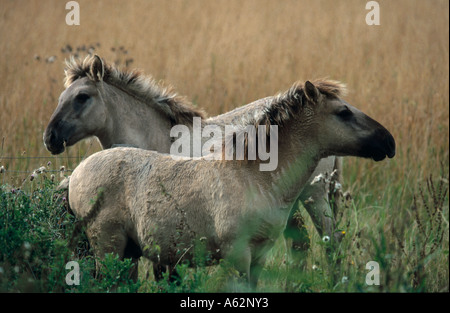 Deux chevaux de Przewalski (Equus ferus przewalskii) standing in field Banque D'Images