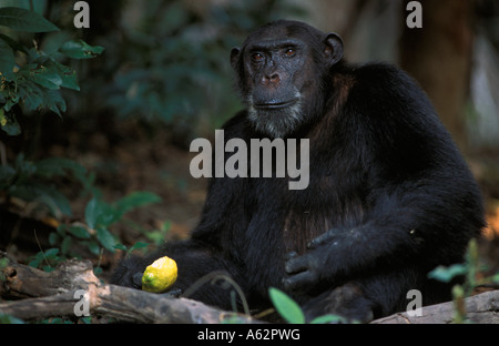 Manger un chimpanzé Pan troglodytes citron Parc National des Montagnes Mahale Tanzanie Banque D'Images