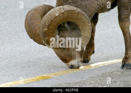 Big Horn Sheep ; Ovis canadensis, lécher le sel de la route Banque D'Images