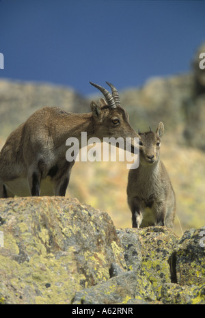 L'espagnol Ibex (Capra pyrenaica) Mère et les jeunes vulnérables de l'UICN - Espagne - Banque D'Images