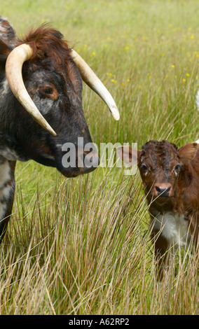 Longhorn Vache et son veau à Martin simple réserver Banque D'Images