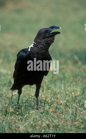 À cou blanc corbeau Corvus albicollis Ngorongoro Crater Tanzanie Banque D'Images