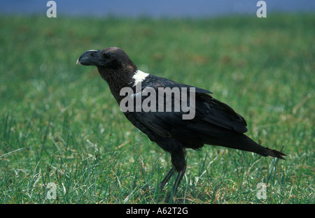 Grand corbeau Corvus albicollis cou blanc cratère Ngorongoro Tanzanie Banque D'Images