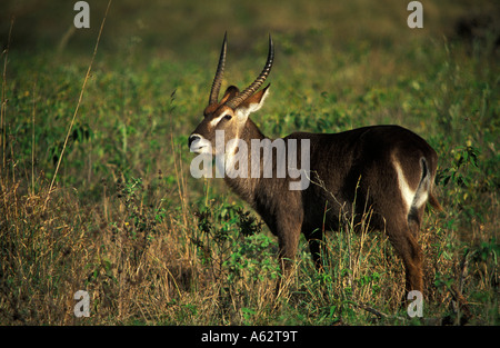 Kobus ellipsiprymnus Common waterbuck Parc National d'Arusha en Tanzanie Banque D'Images