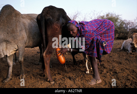 Femme Barabaig traire une vache à l'aide d'une calebasse comme conteneur Domaine de Hanang Tanzanie Banque D'Images