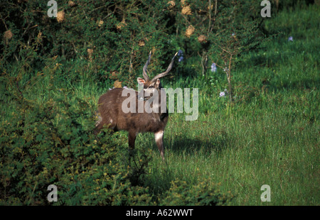 Antilope Sitatunga Tragelaphus spekei Rubondo Island Le parc national du lac Victoria en Tanzanie Banque D'Images