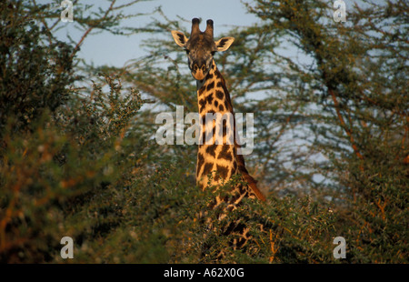 Maasai girafe Giraffa camelopardalis tippelskirchi Saadani National Park Tanzanie Côte Nord Banque D'Images