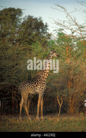 Maasai girafe Giraffa camelopardalis tippelskirchi Saadani National Park Tanzanie Côte Nord Banque D'Images