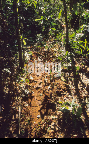 Preuve de la coupe de bois illégale du bois récolté dans la forêt tropicale de Malaisie Banque D'Images