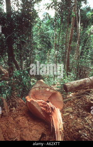 Un grand arbre abattu dans les forêts de diptérocarpacées de Malaisie Banque D'Images