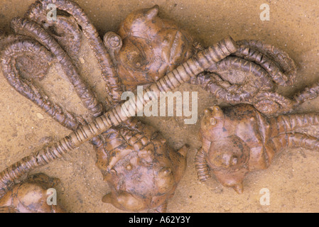 Jimbacrinus bostocki Permien crinoïde fossile Gascoyne River Ouest Rare Australie Australie Banque D'Images