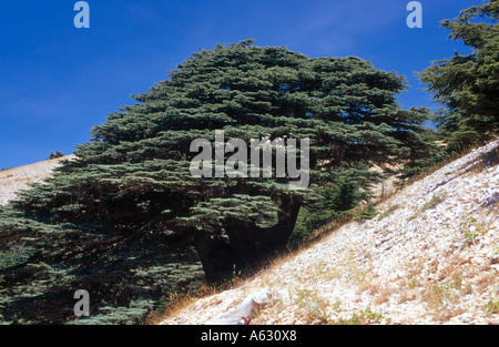 Les cèdres sur hill, Al Shouf Cedar Réserve Naturelle, Chouf, Liban Banque D'Images