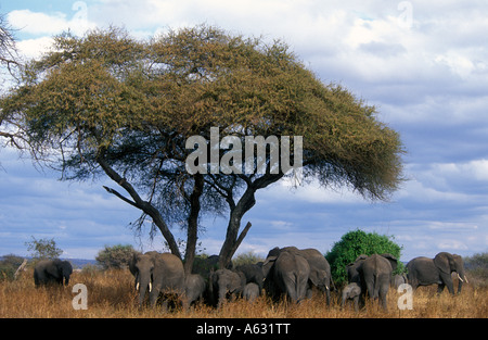 Les éléphants d'Afrique Loxodonta africana debout dans l'ombre d'un acacia Parc national de Tarangire Tanzanie Banque D'Images