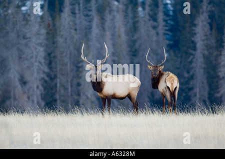 Deux Bull Elk Banque D'Images