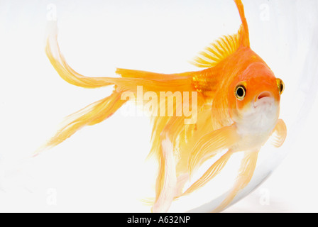 Poisson rouge/plage arrière. Banque D'Images