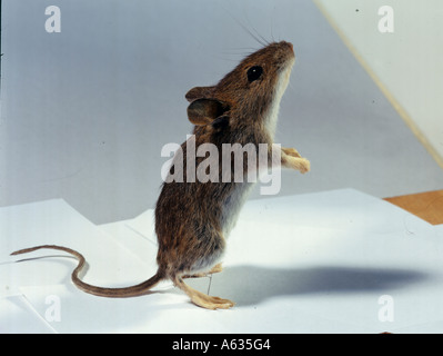 Close-up de souris debout sur les pattes arrière Banque D'Images