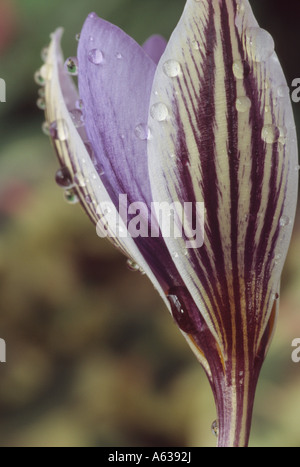 Crocus biflorus subsp. isauricus. Close up of fleur de crocus avec mise en drapeau noir sur blanc pétales extérieurs et intérieur bleu lilas Banque D'Images