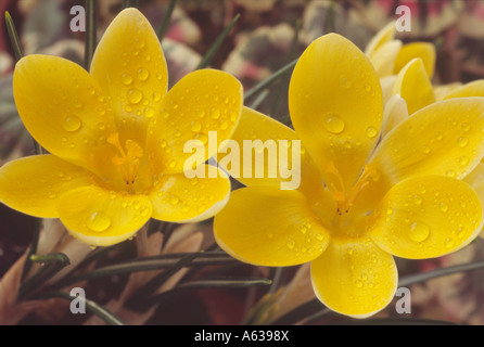 Crocus chrysanthus 'Romance' Close up de deux crocus jaune ouvert. Banque D'Images