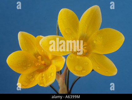 Crocus chrysanthus 'Romance' Close up de deux crocus jaune ouvert avec fond bleu. Banque D'Images