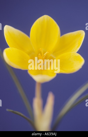 Crocus chrysanthus 'Romance' Close up de crocus jaune ouvert avec fond bleu et une faible profondeur de champ. Banque D'Images